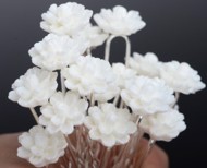 Hårnåle med små hvide blomster, 10 stk.